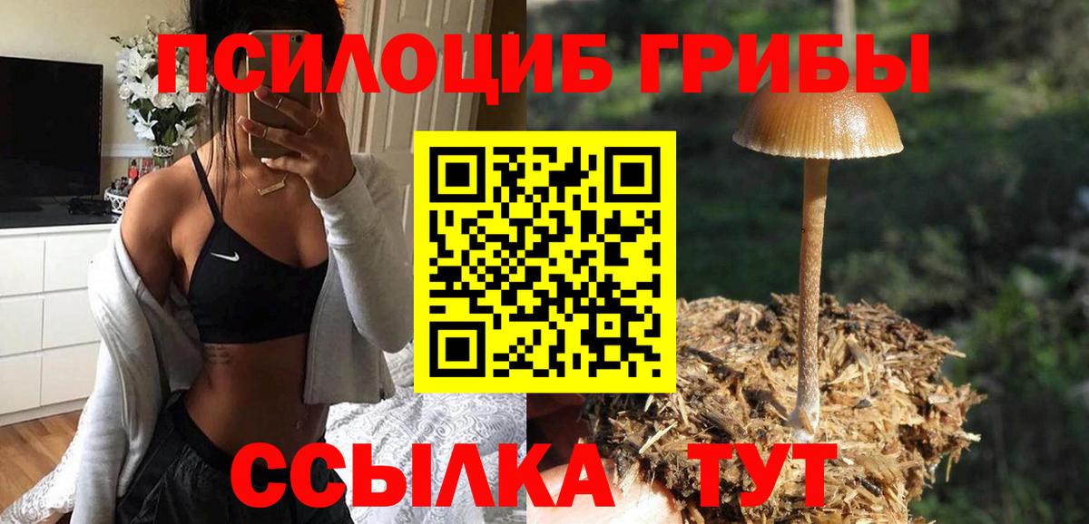 Псилоцибиновые грибы Psilocybine cubensis Великие Луки